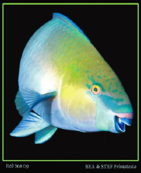 Parrot fish (Scarus ferrugineus). Canon G10 & Inon D2000 ... by Bea & Stef Primatesta 